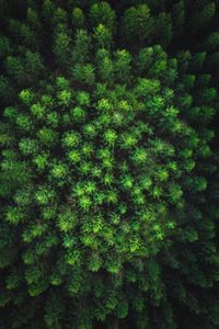 Preview wallpaper trees, forest, top view, green