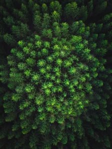 Preview wallpaper trees, forest, top view, green