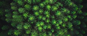 Preview wallpaper trees, forest, top view, green