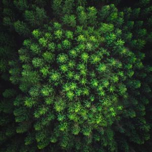 Preview wallpaper trees, forest, top view, green