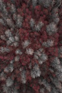 Preview wallpaper trees, forest, top view, red