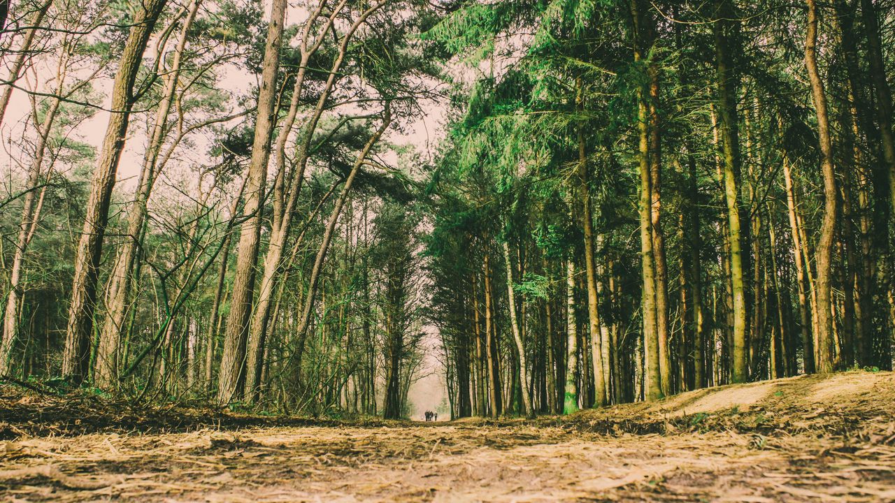 Wallpaper trees, forest, trail