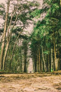 Preview wallpaper trees, forest, trail