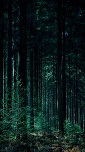 Preview wallpaper trees, forest, trunks, green