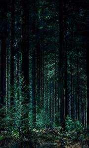Preview wallpaper trees, forest, trunks, green