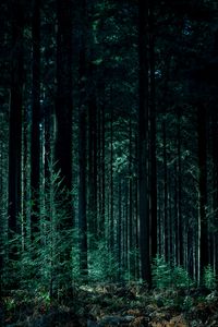 Preview wallpaper trees, forest, trunks, green