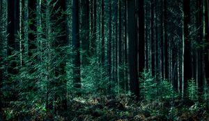 Preview wallpaper trees, forest, trunks, green
