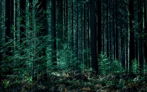 Preview wallpaper trees, forest, trunks, green