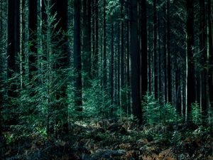 Preview wallpaper trees, forest, trunks, green