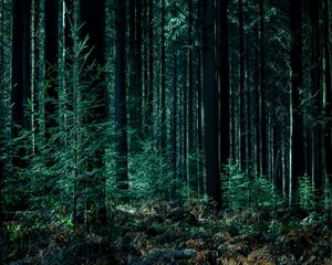 Preview wallpaper trees, forest, trunks, green