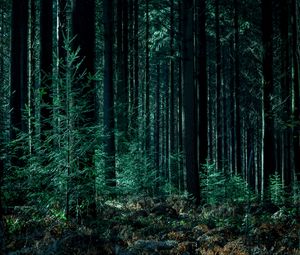 Preview wallpaper trees, forest, trunks, green
