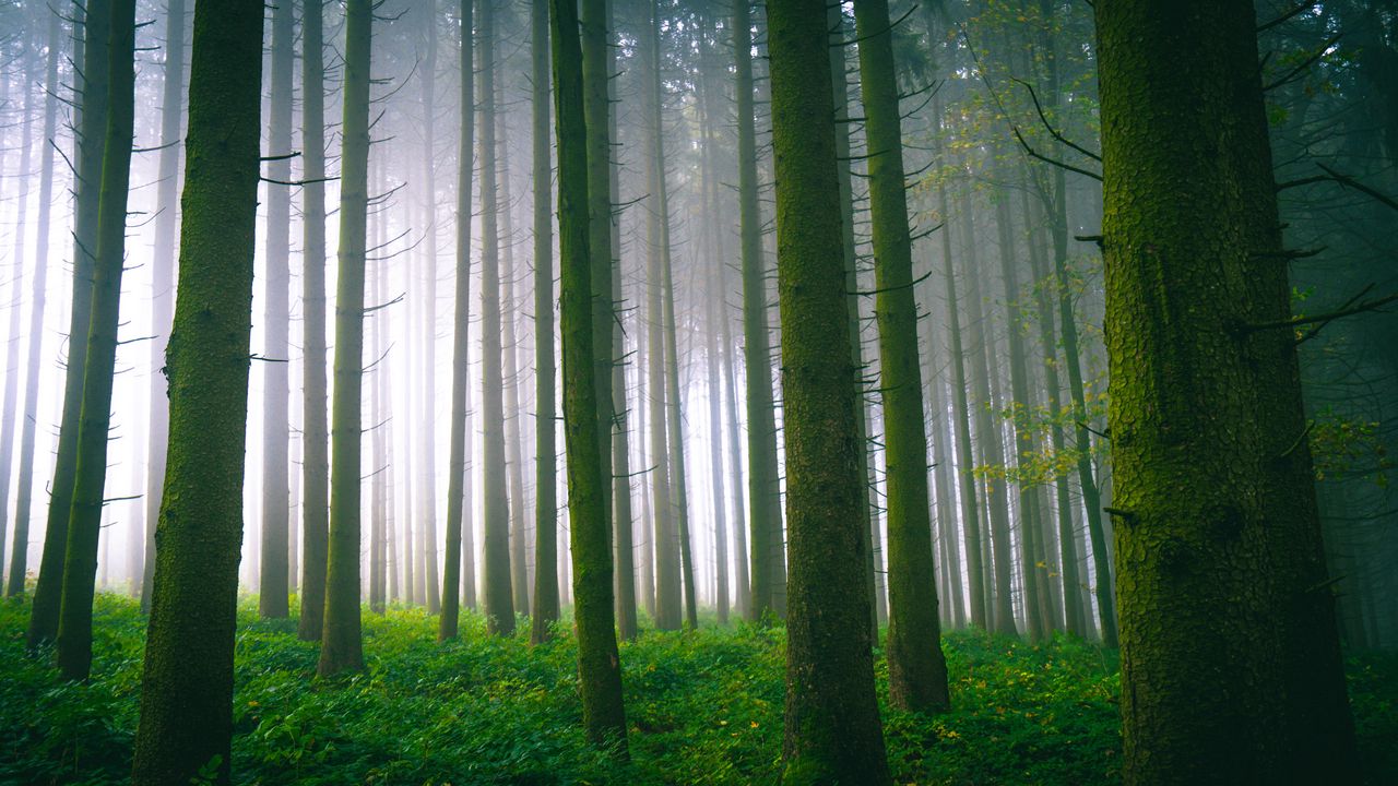 Wallpaper trees, forest, trunks, moss, fog