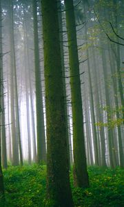 Preview wallpaper trees, forest, trunks, moss, fog