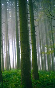 Preview wallpaper trees, forest, trunks, moss, fog