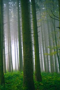 Preview wallpaper trees, forest, trunks, moss, fog