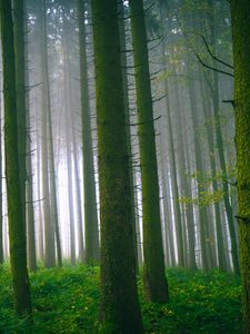 Preview wallpaper trees, forest, trunks, moss, fog