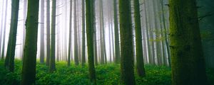 Preview wallpaper trees, forest, trunks, moss, fog