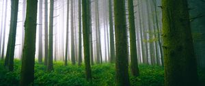 Preview wallpaper trees, forest, trunks, moss, fog