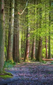 Preview wallpaper trees, forest, trunks, light, nature