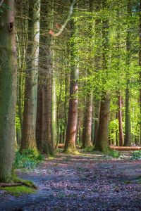 Preview wallpaper trees, forest, trunks, light, nature