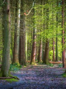 Preview wallpaper trees, forest, trunks, light, nature