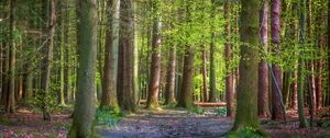 Preview wallpaper trees, forest, trunks, light, nature