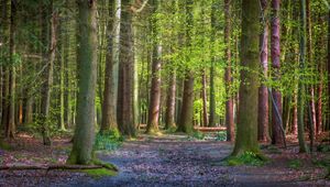 Preview wallpaper trees, forest, trunks, light, nature