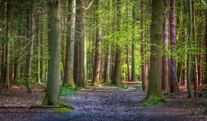 Preview wallpaper trees, forest, trunks, light, nature