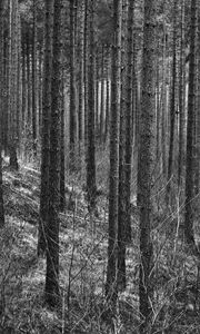 Preview wallpaper trees, forest, trunks, black and white
