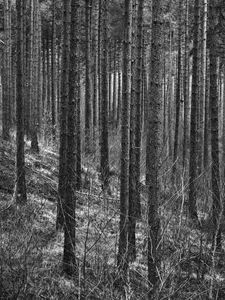 Preview wallpaper trees, forest, trunks, black and white