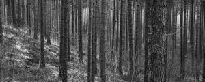Preview wallpaper trees, forest, trunks, black and white
