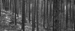 Preview wallpaper trees, forest, trunks, black and white