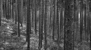 Preview wallpaper trees, forest, trunks, black and white