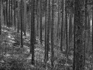 Preview wallpaper trees, forest, trunks, black and white