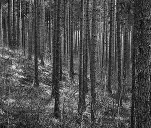 Preview wallpaper trees, forest, trunks, black and white