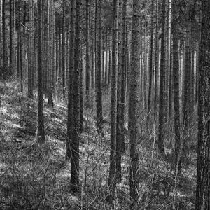 Preview wallpaper trees, forest, trunks, black and white