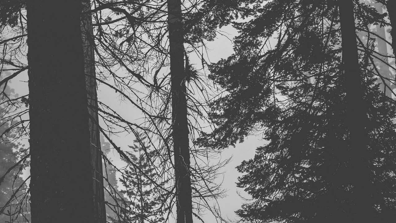 Wallpaper trees, forest, trunks, dark