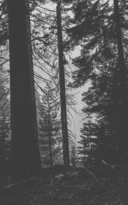 Preview wallpaper trees, forest, trunks, dark