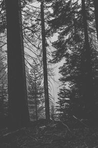 Preview wallpaper trees, forest, trunks, dark
