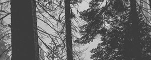 Preview wallpaper trees, forest, trunks, dark