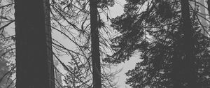 Preview wallpaper trees, forest, trunks, dark
