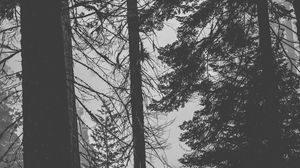 Preview wallpaper trees, forest, trunks, dark
