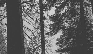 Preview wallpaper trees, forest, trunks, dark