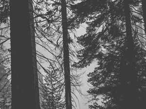 Preview wallpaper trees, forest, trunks, dark