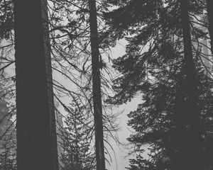 Preview wallpaper trees, forest, trunks, dark