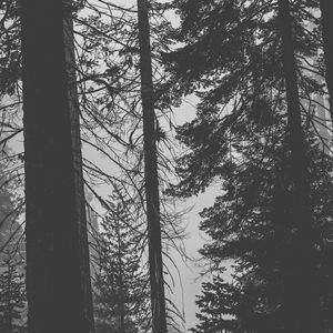 Preview wallpaper trees, forest, trunks, dark