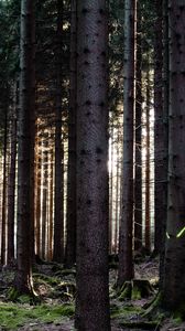 Preview wallpaper trees, forest, trunks, nature