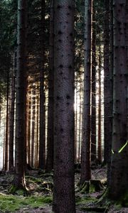 Preview wallpaper trees, forest, trunks, nature