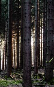 Preview wallpaper trees, forest, trunks, nature