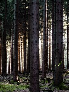 Preview wallpaper trees, forest, trunks, nature